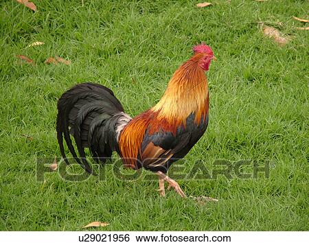 Stock Photograph -  Waimea, Kauai, HI, Hawaii, Westside, Waimea Canyon State Park, Moa, rooster. Fotosearch