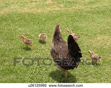 Waimea, Kauai, HI, Hawaii, Westside, Moa, hen, chicks View Large Photo Image Stock Photography - Waimea, Kauai, HI, Hawaii, Westside, Moa, hen, chicks. Fotosearch