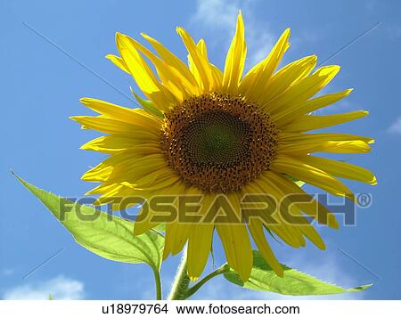 Picture -  Waitsfield, VT, Vermont, Sunflower, blue sky. Fotosearch