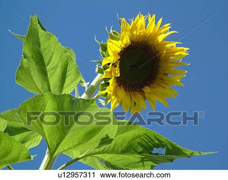 Stock Image -  Waitsfield, VT, Vermont, Sunflower, blue sky. Fotosearch