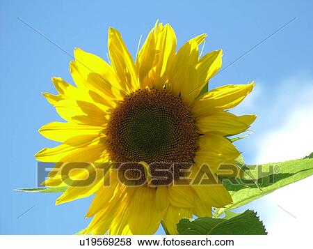 Waitsfield, VT, Vermont, Sunflower, blue sky View Large Photo Image Stock Photo -  Waitsfield, VT, Vermont, Sunflower, blue sky. Fotosearch