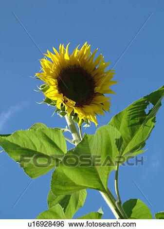 Waitsfield, VT, Vermont, Sunflower, blue sky View Large Photo Image Stock Photograph - Waitsfield, VT, Vermont, Sunflower, blue sky. Fotosearch