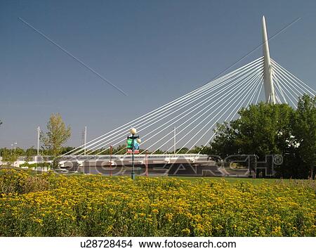 Picture -  Winnipeg, Canada, MB, Manitoba, Provencher Bridge & Esplanade Riel Pedestrian Bridge, Red River, City Park. Fotosearch