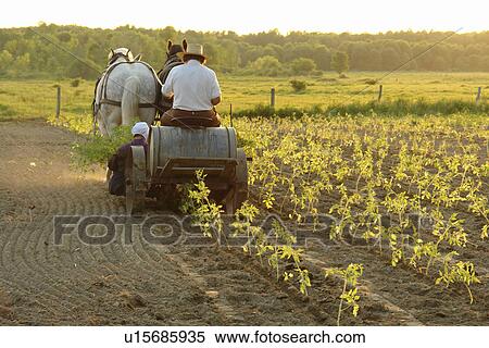 Andover, OH, Ohio, Amish farmer and wife planting tomatoes using a team of horses pulling a cart View Large Photo Image Stock Photography - Andover, OH, Ohio, Amish farmer and wife planting tomatoes using a team of horses pulling a cart. Fotosearch
