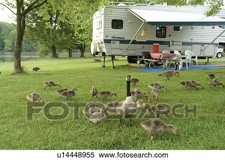 Andover, OH, Ohio, Pymatuning State Park, campground, trailer, geese View Large Photo Image Stock Photography - Andover, OH, Ohio, Pymatuning State Park, campground, trailer, geese. Fotosearch