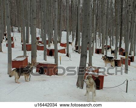 Picture -  Beaupre, Quebec City, Quebec, Canada, Parc Du Mont-Sainte-Anne, resort, sled dogs, dog houses. Fotosearch