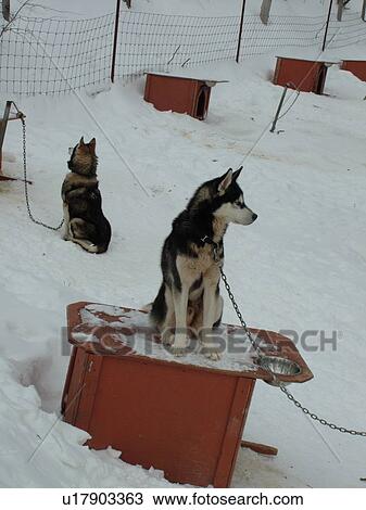 Stock Image -  Beaupre, Quebec City, Quebec, Canada, Parc Du Mont-Sainte-Anne, resort, sled dogs, dog houses. Fotosearch