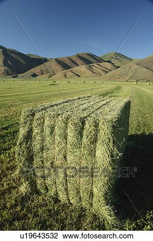 Bellevue, Blaine County, ID, Idaho, farm, field, hay bales View Large Photo Image Stock Image - Bellevue, Blaine County, ID, Idaho, farm, field, hay bales. Fotosearch
