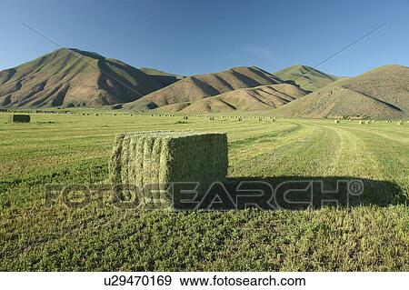 Bellevue, Blaine County, ID, Idaho, farm, field, hay bales View Large Photo Image Stock Photo - Bellevue, Blaine County, ID, Idaho, farm, field, hay bales. Fotosearch