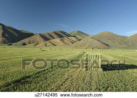 Stock Photography -  Bellevue, Blaine County, ID, Idaho, farm, field, hay bales. Fotosearch