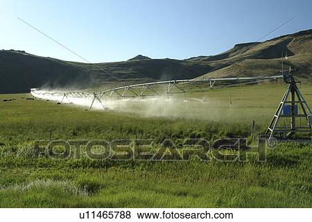 Blaine County, ID, Idaho, farm, field, water, spray, irrigation, cattle grazing View Large Photo Image Stock Photo - Blaine County, ID, Idaho, farm, field, water, spray, irrigation, cattle grazing. Fotosearch