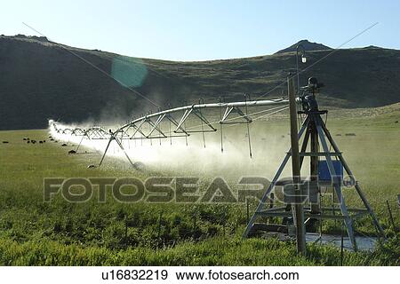 Blaine County, ID, Idaho, farm, field, water, spray, irrigation, cattle grazing View Large Photo Image Stock Photo - Blaine County, ID, Idaho, farm, field, water, spray, irrigation, cattle grazing. Fotosearch