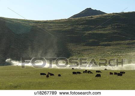 Blaine County, ID, Idaho, farm, field, water, spray, irrigation, cattle grazing View Large Photo Image Stock Photo - Blaine County, ID, Idaho, farm, field, water, spray, irrigation, cattle grazing. Fotosearch