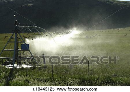 Stock Photography -  Blaine County, ID, Idaho, farm, field, water, spray, irrigation, cattle grazing. Fotosearch