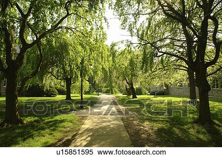 Bryn Mawr, PA, Pennsylvania, Bryn Mawr College, campus View Large Photo Image Stock Photography - Bryn Mawr, PA, Pennsylvania, Bryn Mawr College, campus. Fotosearch
