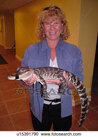 Cocoa, FL, Florida, resort, woman holding small alligator with tape around his mouth at a demonstration View Large Photo Image Stock Image - Cocoa, FL, Florida, resort, woman holding small alligator with tape around his mouth at a demonstration. Fotosearch