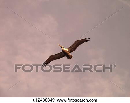 Daytona Beach, FL, Florida, Atlantic Ocean, Brown Pelican in flight View Large Photo Image Stock Photo - Daytona Beach, FL, Florida, Atlantic Ocean, Brown Pelican in flight. Fotosearch