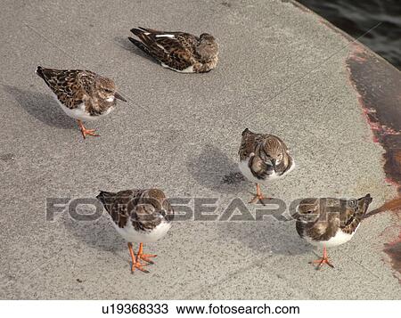 Stock Image -  Fort George Island, FL, Florida, Atlantic Ocean, St. Johns River, seabirds, Ruddy Turnstones. Fotosearch