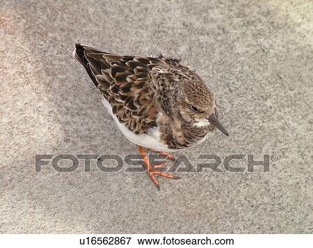Stock Photo -  Fort George Island, FL, Florida, Atlantic Ocean, St. Johns River, seabirds, Ruddy Turnstones. Fotosearch