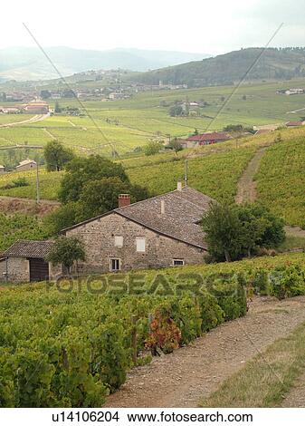 France, Brouilly, Rhone-Alpes, Europe, vineyards, wine producing region View Large Photo Image Picture - France, Brouilly, Rhone-Alpes, Europe, vineyards, wine producing region. Fotosearch