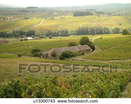 France, Brouilly, Rhone-Alpes, Europe, vineyards, wine producing region View Large Photo Image Stock Image - France, Brouilly, Rhone-Alpes, Europe, vineyards, wine producing region. Fotosearch