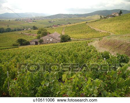 Stock Photograph -  France, Brouilly, Rhone-Alpes, Europe, vineyards, wine producing region. Fotosearch