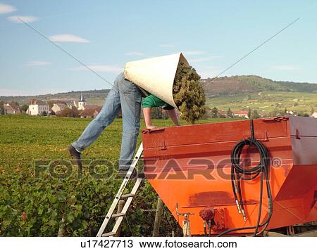 Stock Image -  France, Chassagne-Montrachet, Burgundy, Cote de Beaune, Cote d'Or, Europe, Burgundy Wine Region, wine harvest, vineyard, man dumping grapes into a container. Fotosearch