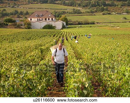 Stock Image -  France, Chassagne-Montrachet, Burgundy, Cote de Beaune, Cote d'Or, Europe, Burgundy Wine Region, wine harvest, vineyard. Fotosearch