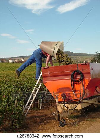 Stock Image -  France, Chassagne-Montrachet, Burgundy, Cote de Beaune, Cote d'Or, Europe, Burgundy Wine Region, wine harvest, vineyard, man dumping grapes into a container. Fotosearch
