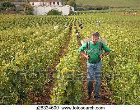 Stock Photo -  France, Chassagne-Montrachet, Burgundy, Cote de Beaune, Cote d'Or, Europe, Burgundy Wine Region, wine harvest, vineyard. Fotosearch