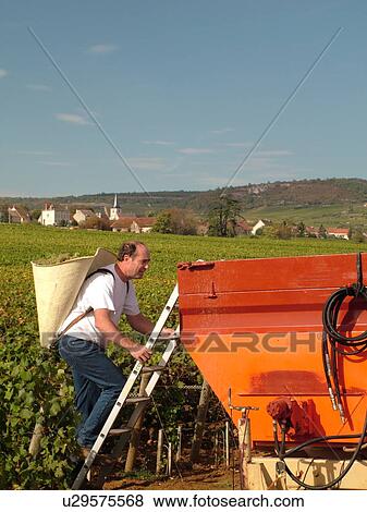 Stock Photo -  France, Chassagne-Montrachet, Burgundy, Cote de Beaune, Cote d'Or, Europe, Burgundy Wine Region, wine harvest, vineyard. Fotosearch