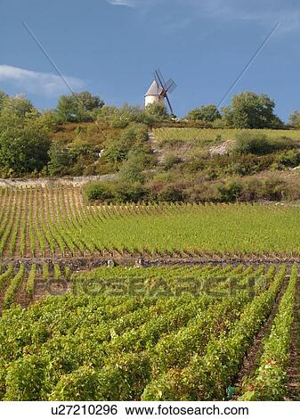 Stock Photograph -  France, Chassagne-Montrachet, Burgundy, Cote de Beaune, Cote d'Or, Europe, Burgundy Wine Region, wine harvest, vineyard. Fotosearch