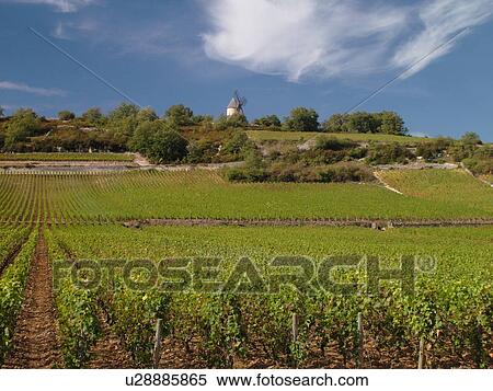 Stock Photography -  France, Chassagne-Montrachet, Burgundy, Cote de Beaune, Cote d'Or, Europe, Burgundy Wine Region, wine harvest, vineyard. Fotosearch