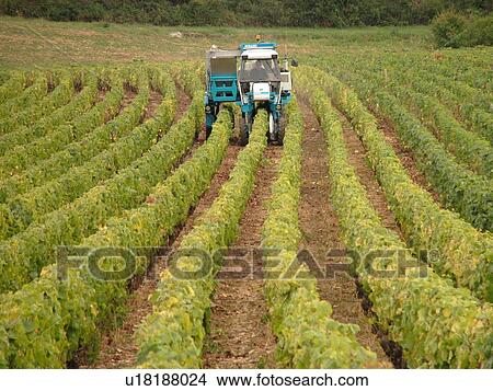Picture -  France, Chaux, Burgundy, Cote de Nuits, Cote d'Or, Europe, Burgundy Wine Region, wine harvest, vineyards. Fotosearch