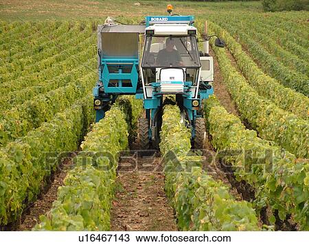France, Chaux, Burgundy, Cote de Nuits, Cote d'Or, Europe, Burgundy Wine Region, wine harvest, vineyards View Large Photo Image Stock Image - France, Chaux, Burgundy, Cote de Nuits, Cote d'Or, Europe, Burgundy Wine Region, wine harvest, vineyards. Fotosearch