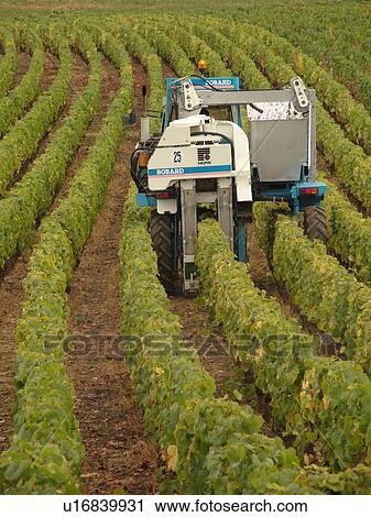 Stock Image -  France, Chaux, Burgundy, Cote de Nuits, Cote d'Or, Europe, Burgundy Wine Region, wine harvest, vineyards. Fotosearch