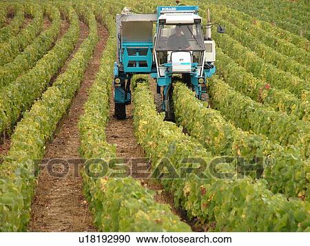 Stock Image -  France, Chaux, Burgundy, Cote de Nuits, Cote d'Or, Europe, Burgundy Wine Region, wine harvest, vineyards. Fotosearch