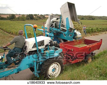 France, Chaux, Burgundy, Cote de Nuits, Cote d'Or, Europe, Burgundy Wine Region, wine harvest, vineyards, machine dumping grapes into cart View Large Photo Image Stock Image - France, Chaux, Burgundy, Cote de Nuits, Cote d'Or, Europe, Burgundy Wine Region, wine harvest, vineyards, machine dumping grapes into cart. Fotosearch