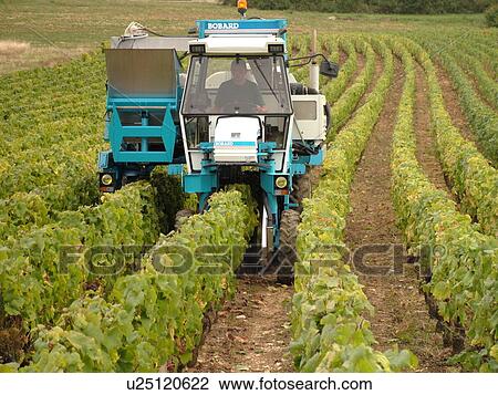 Stock Image -  France, Chaux, Burgundy, Cote de Nuits, Cote d'Or, Europe, Burgundy Wine Region, wine harvest, vineyards. Fotosearch