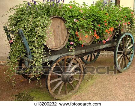 France, Chiroubles, Rhone-Alpes, Europe, Beaujolais Region, winery, wooden wine barrels on wooden wagon decorated with geraniums View Large Photo Image Stock Image - France, Chiroubles, Rhone-Alpes, Europe, Beaujolais Region, winery, wooden wine barrels on wooden wagon decorated with geraniums. Fotosearch