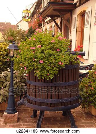 France, Europe, Alsace, Eguisheim, Haut-Rhin, L'Alsace Wine Region, Route du Vin, downtown, old wooden wine press filled with flowers, winery View Large Photo Image Stock Image - France, Europe, Alsace, Eguisheim, Haut-Rhin, L'Alsace Wine Region, Route du Vin, downtown, old wooden wine press filled with flowers, winery. Fotosearch