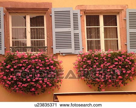 Stock Image -  France, Europe, Alsace, Eguisheim, Haut-Rhin, L'Alsace Wine Region, Route du Vin, flowers, pink geraniums in window boxes. Fotosearch