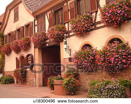 Stock Photograph -  France, Europe, Alsace, Itterswiller, Bas-Rhin, L'Alsace Wine Region, Route du Vin, village, wine tasting, window boxes, flowers. Fotosearch