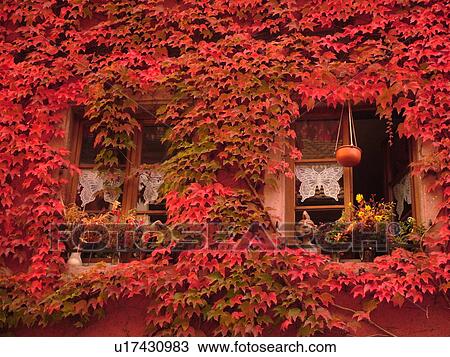 France, Europe, Alsace, Riquewihr, Haut-Rhin, L'Alsace Wine Region, Route du Vin, Vins Bernard Schwach, winery, red ivy covers the front of a building, wine tasting View Large Photo Image Stock Image - France, Europe, Alsace, Riquewihr, Haut-Rhin, L'Alsace Wine Region, Route du Vin, Vins Bernard Schwach, winery, red ivy covers the front of a building, wine tasting. Fotosearch