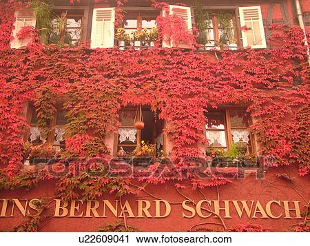Stock Image -  France, Europe, Alsace, Riquewihr, Haut-Rhin, L'Alsace Wine Region, Route du Vin, Vins Bernard Schwach, winery, red ivy covers the front of a building, wine tasting. Fotosearch