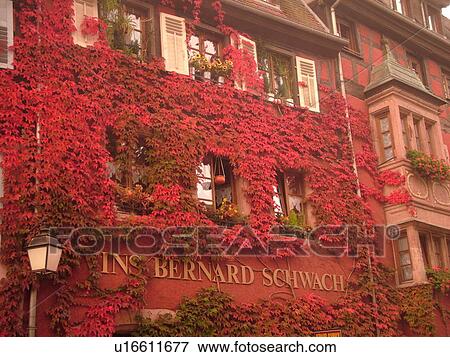 Stock Photo -  France, Europe, Alsace, Riquewihr, Haut-Rhin, L'Alsace Wine Region, Route du Vin, Vins Bernard Schwach, winery, red ivy covers the front of a building, wine tasting. Fotosearch