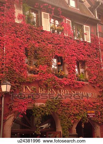 Stock Photograph -  France, Europe, Alsace, Riquewihr, Haut-Rhin, L'Alsace Wine Region, Route du Vin, Vins Bernard Schwach, winery, red ivy covers the front of a building, wine tasting. Fotosearch