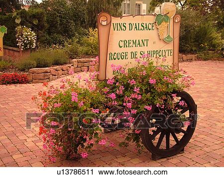 France, Europe, Alsace, St-Hippolyte, Haut-Rhin, L'Alsace Wine Region, Route du Vin, village, winery, wooden cart decorated with flowers View Large Photo Image Stock Image - France, Europe, Alsace, St-Hippolyte, Haut-Rhin, L'Alsace Wine Region, Route du Vin, village, winery, wooden cart decorated with flowers. Fotosearch