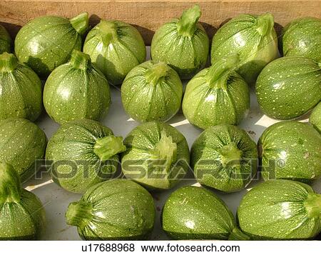France, Lyon, Rhone-Alpes, Europe, downtown, City Market, zucchini, squash View Large Photo Image Stock Photo - France, Lyon, Rhone-Alpes, Europe, downtown, City Market, zucchini, squash. Fotosearch