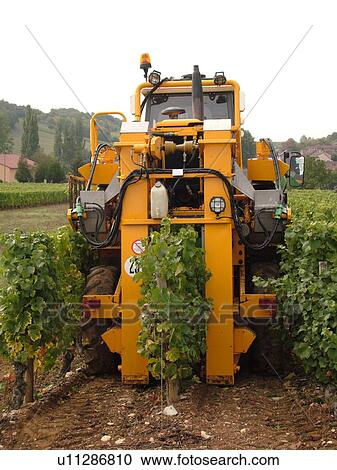 France, Macon, Burgundy, Saone et Loire, Europe, Maconnais Wine Region, wine harvest, vineyards View Large Photo Image Stock Image - France, Macon, Burgundy, Saone et Loire, Europe, Maconnais Wine Region, wine harvest, vineyards. Fotosearch
